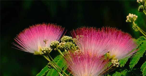 象征苦情的花是什么花？这种花的花语有哪些含义？