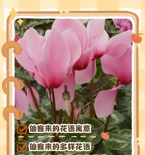 初恋的花语是什么花名？初恋象征的花卉有哪些？