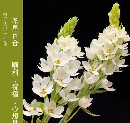 百合满天星花语是什么？如何正确解读百合满天星的含义？