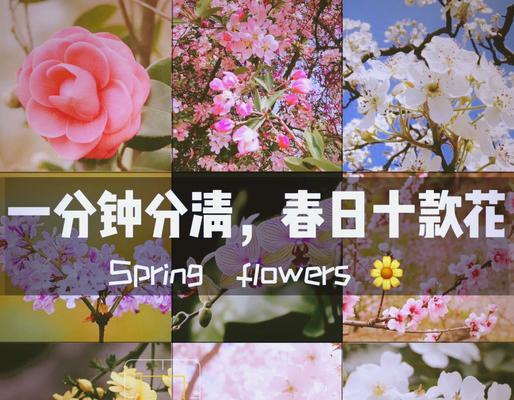 素馨花语是什么？了解素馨花的含义和象征意义？