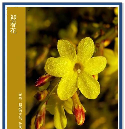 素馨花语是什么？了解素馨花的含义和象征意义？