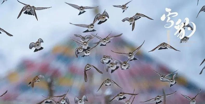 象征雪豹的花是什么花？这种花的含义和特点是什么？