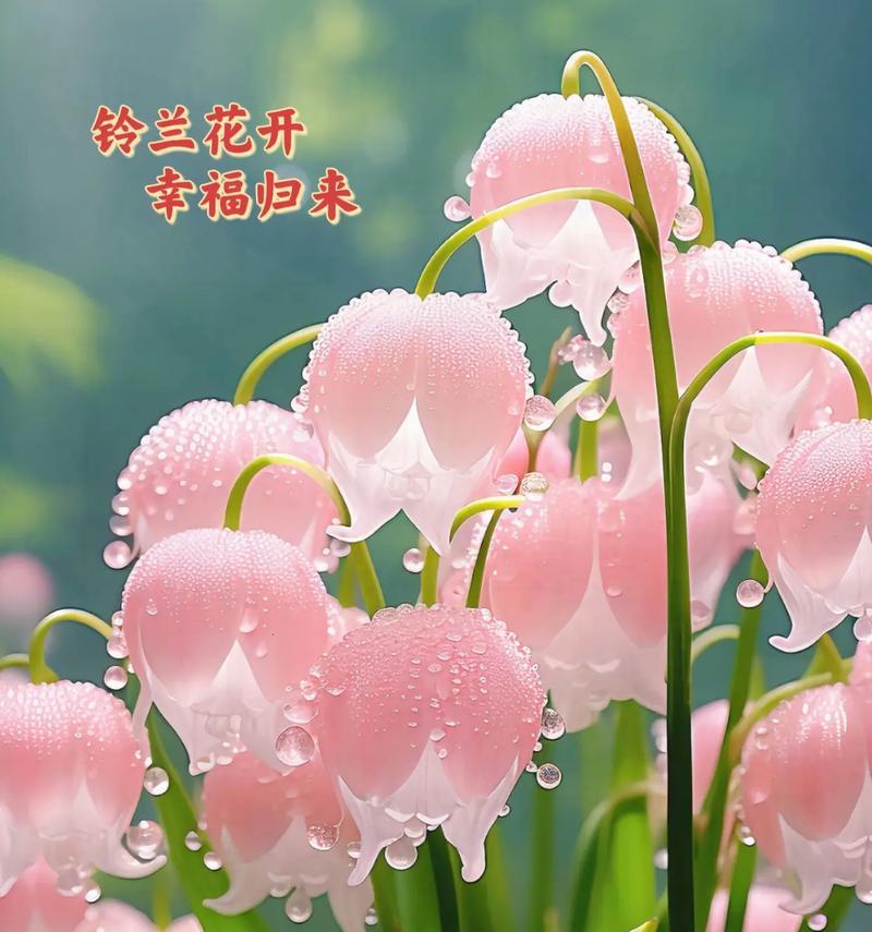 什么花代表后悔的花语？如何用花卉表达遗憾？