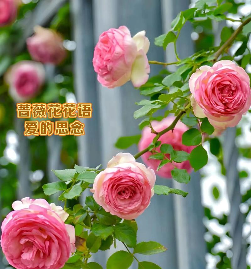 什么花代表后悔的花语？如何用花卉表达遗憾？