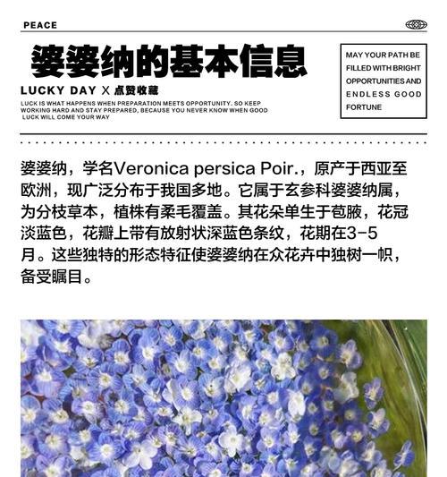祝福婆婆的花语是什么？如何选择合适的花卉表达心意？