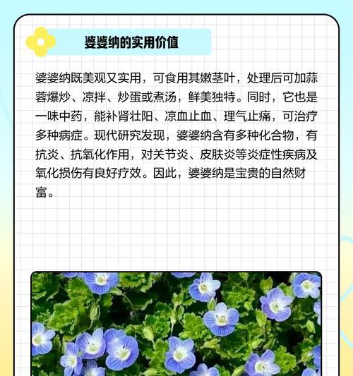祝福婆婆的花语是什么？如何选择合适的花卉表达心意？