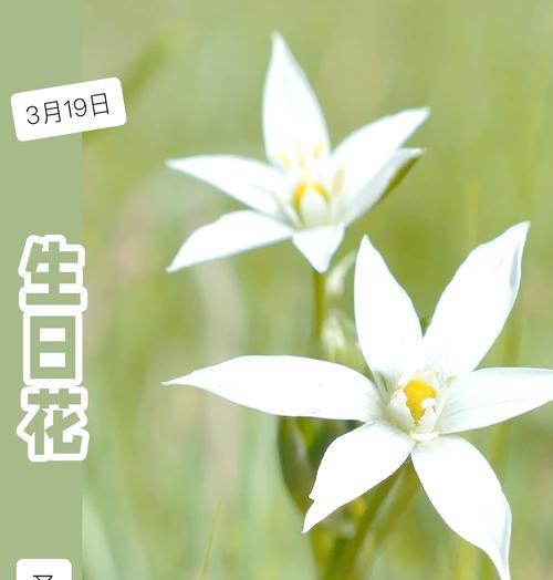 19朵花代表什么含义？19的花语有哪些独特之处？
