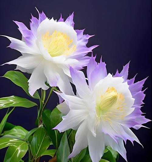 昙花的花语是什么意思？昙花背后隐藏的寓意有哪些？