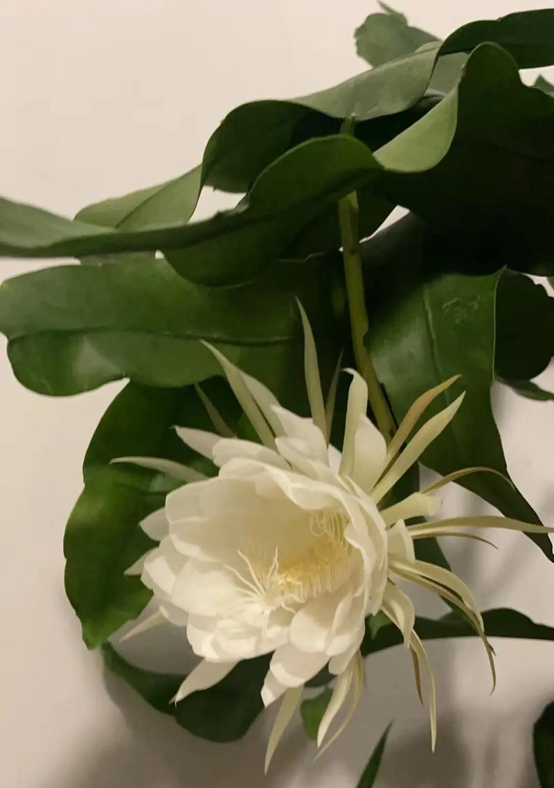 昙花的花语是什么意思？昙花背后隐藏的寓意有哪些？