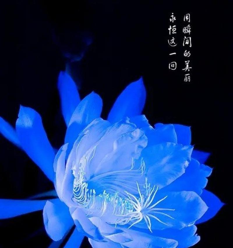 昙花的花语是什么意思？昙花背后隐藏的寓意有哪些？