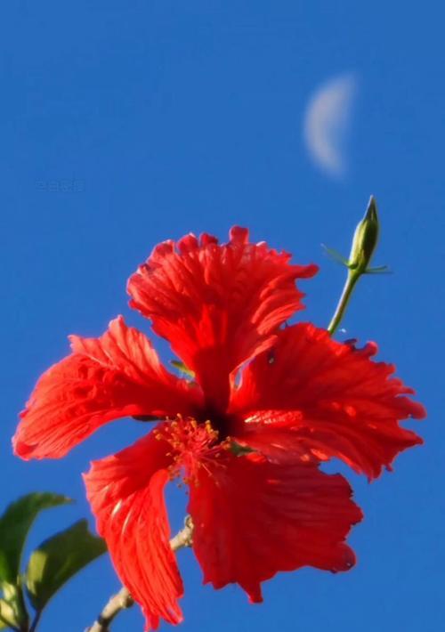 红色木槿花代表什么含义？红色木槿花的象征意义是什么？