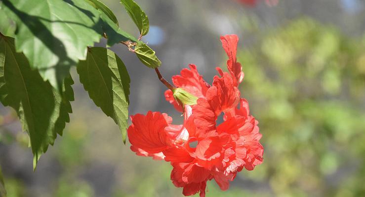 红色木槿花代表什么含义？红色木槿花的象征意义是什么？