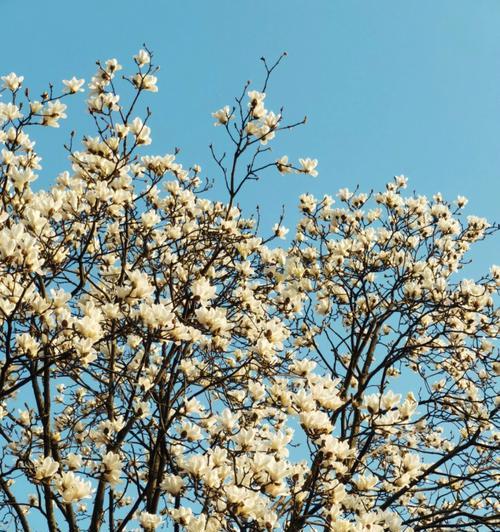 木兰花的花语是什么？了解木兰花的含义和象征意义？