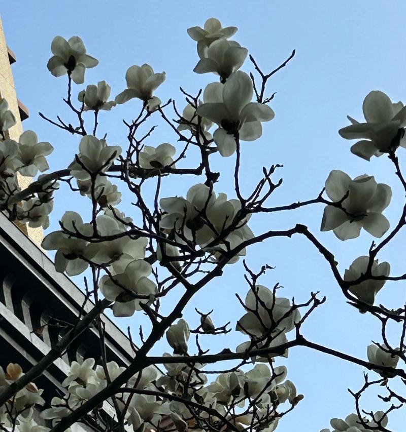 木兰花的花语是什么？了解木兰花的含义和象征意义？