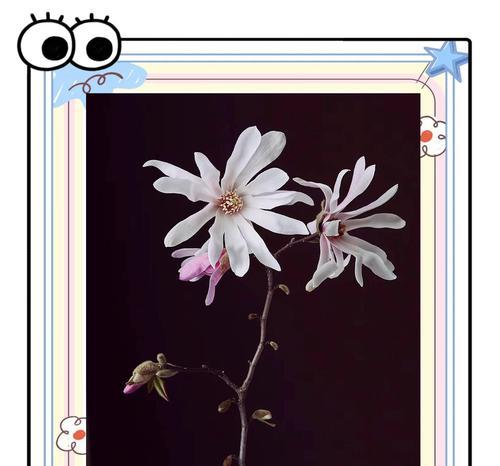 木兰花的花语是什么？了解木兰花的含义和象征意义？
