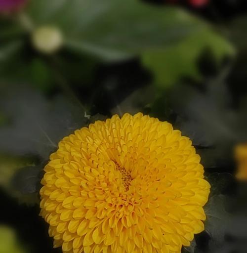 什么花象征竞争精神？竞争者的精神象征花有哪些？