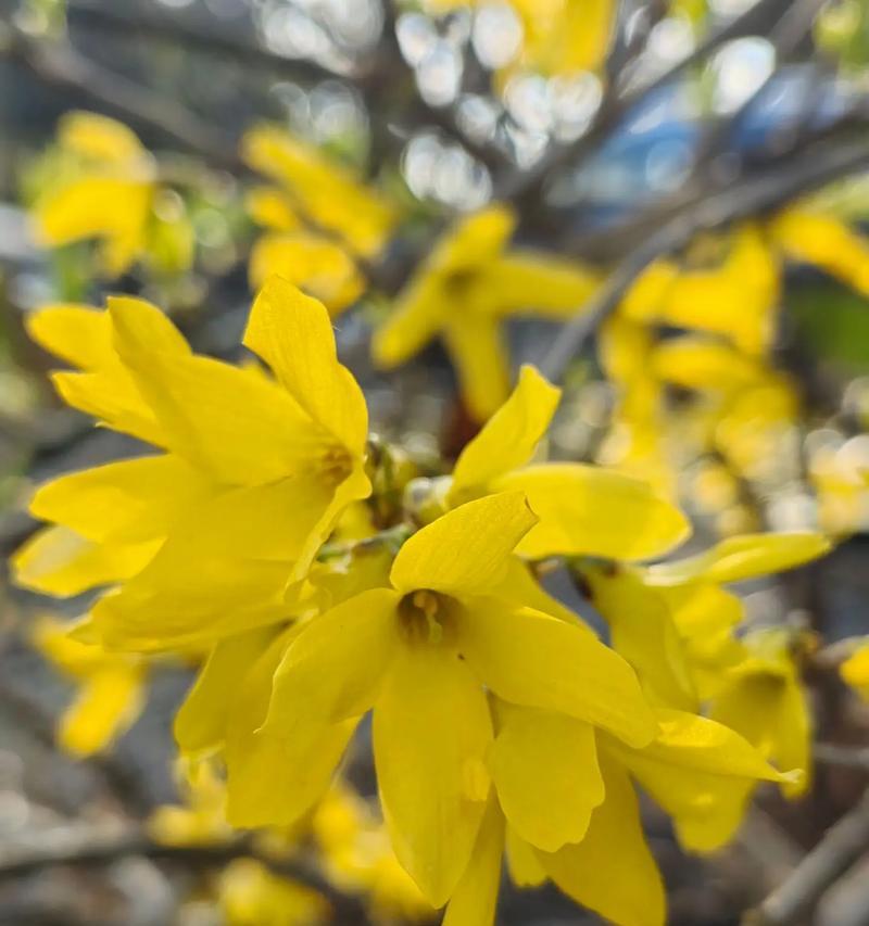 象征着慢慢衰老的花朵是什么花？这种花的花语有哪些含义？