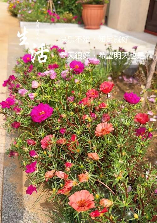 象征着慢慢衰老的花朵是什么花？这种花的花语有哪些含义？