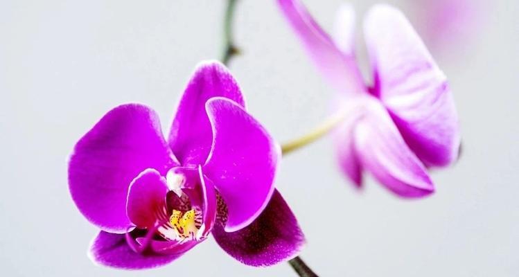 象征着慢慢衰老的花朵是什么花？这种花的花语有哪些含义？