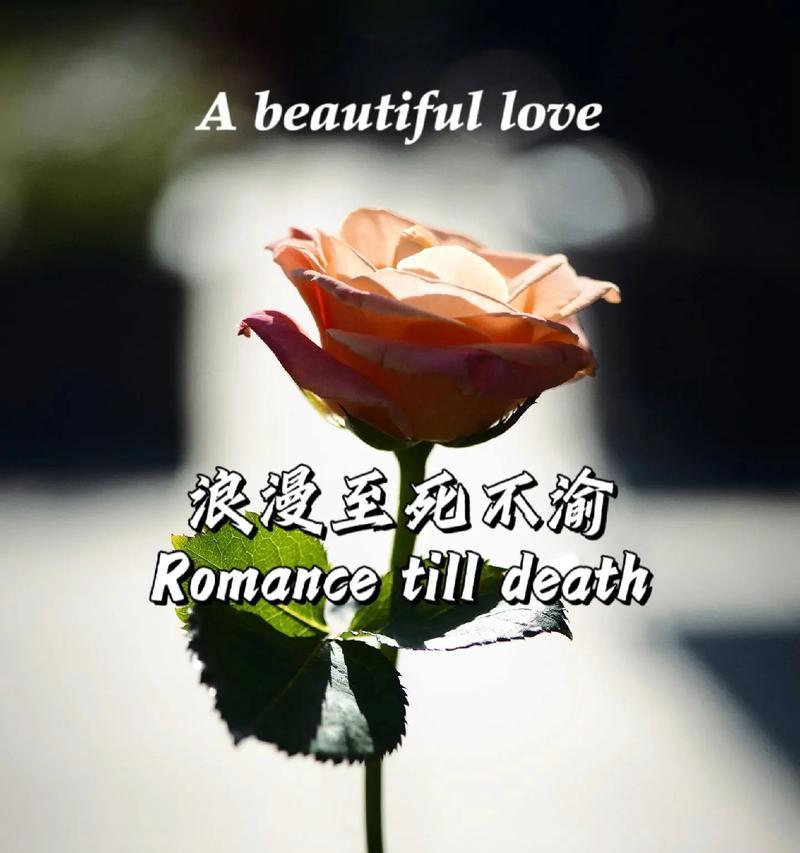 得不到的爱象征什么花语？花语中隐藏的情感秘密是什么？