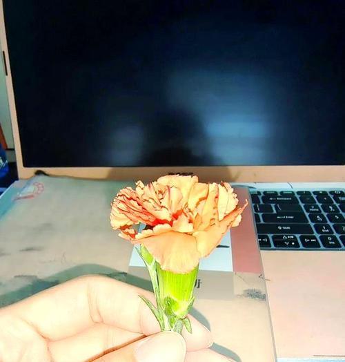 花芷的寓意和象征是什么？花语背后隐藏的深层含义？