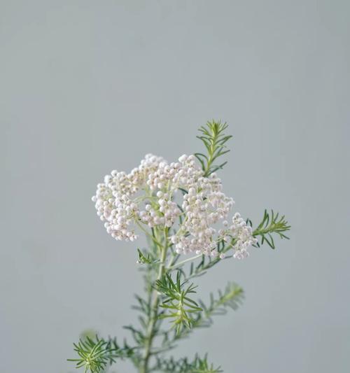 小米花的花语是什么？了解小米花的含义和象征意义？