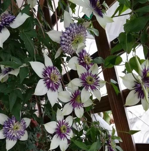 小米花的花语是什么？了解小米花的含义和象征意义？