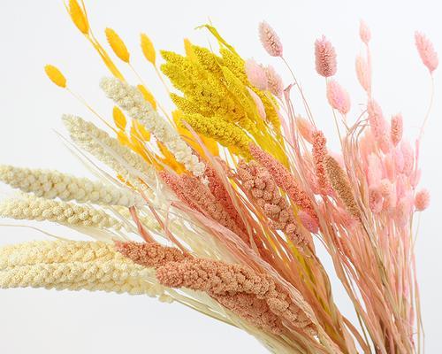 小米花的花语是什么？了解小米花的含义和象征意义？