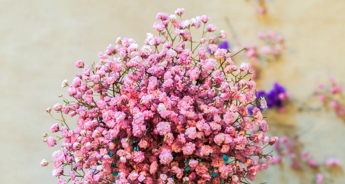 寓意姐弟恋的花是什么花？这种花的花语有哪些含义？