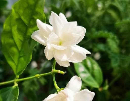 玲珑花的意义和象征是什么？如何正确理解玲珑花的花语？