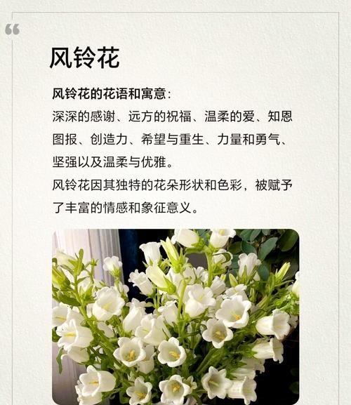玲珑花的意义和象征是什么？如何正确理解玲珑花的花语？