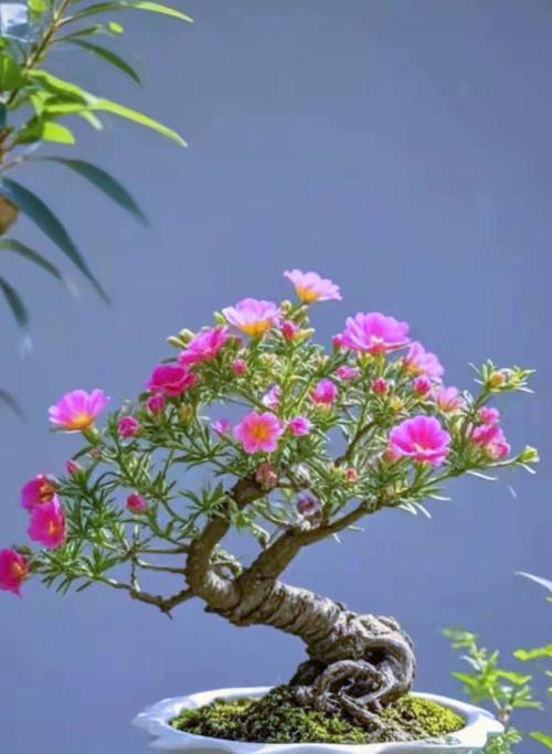 什么花象征重生？具有重生寓意的花卉有哪些？