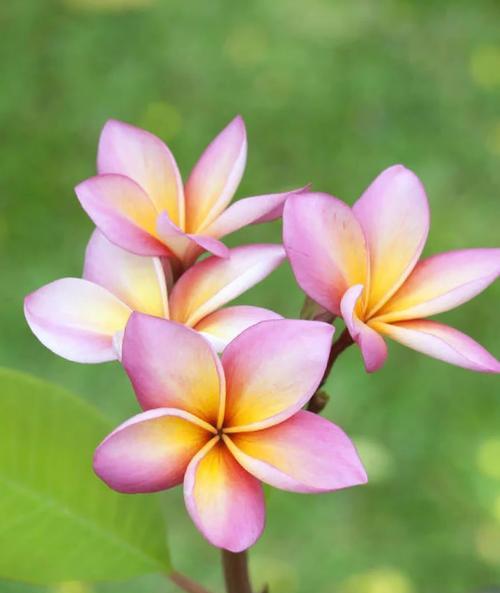 什么花象征重生？具有重生寓意的花卉有哪些？