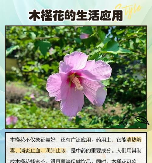 康复花代表什么含义？康复花的寓意有哪些？