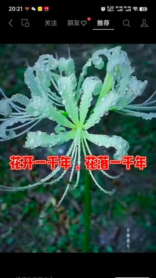 才能开出彼岸之花的寓意是什么？彼岸花象征着什么含义？