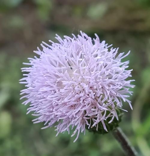 代表战争的花语是什么？花语中的战争象征有何含义？