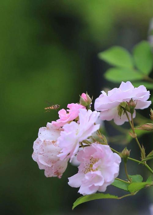 代表战争的花语是什么？花语中的战争象征有何含义？