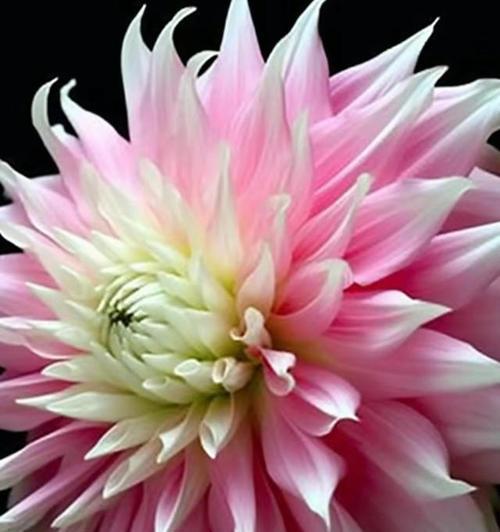 五颜六色的花代表什么？每种颜色的花都有什么特别含义？