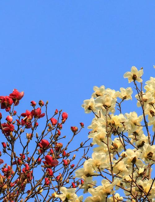 白玉兰的花语是什么?如何用白玉兰表达爱意?