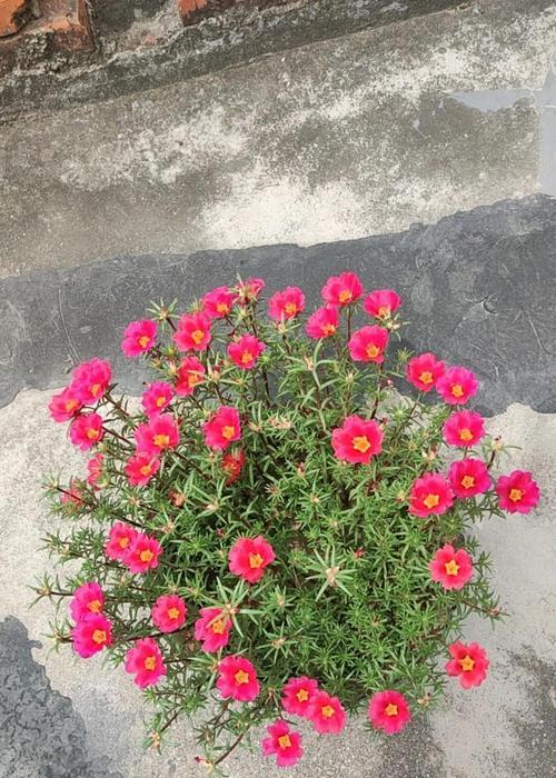太阳花语是什么意思？如何解读太阳花的象征意义？