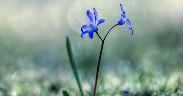 寓意自由摆脱束缚的花是什么花？这种花的象征意义有哪些？