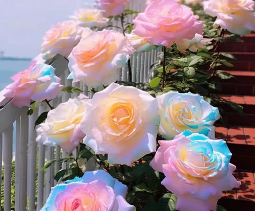 寓意自由摆脱束缚的花是什么花？这种花的象征意义有哪些？