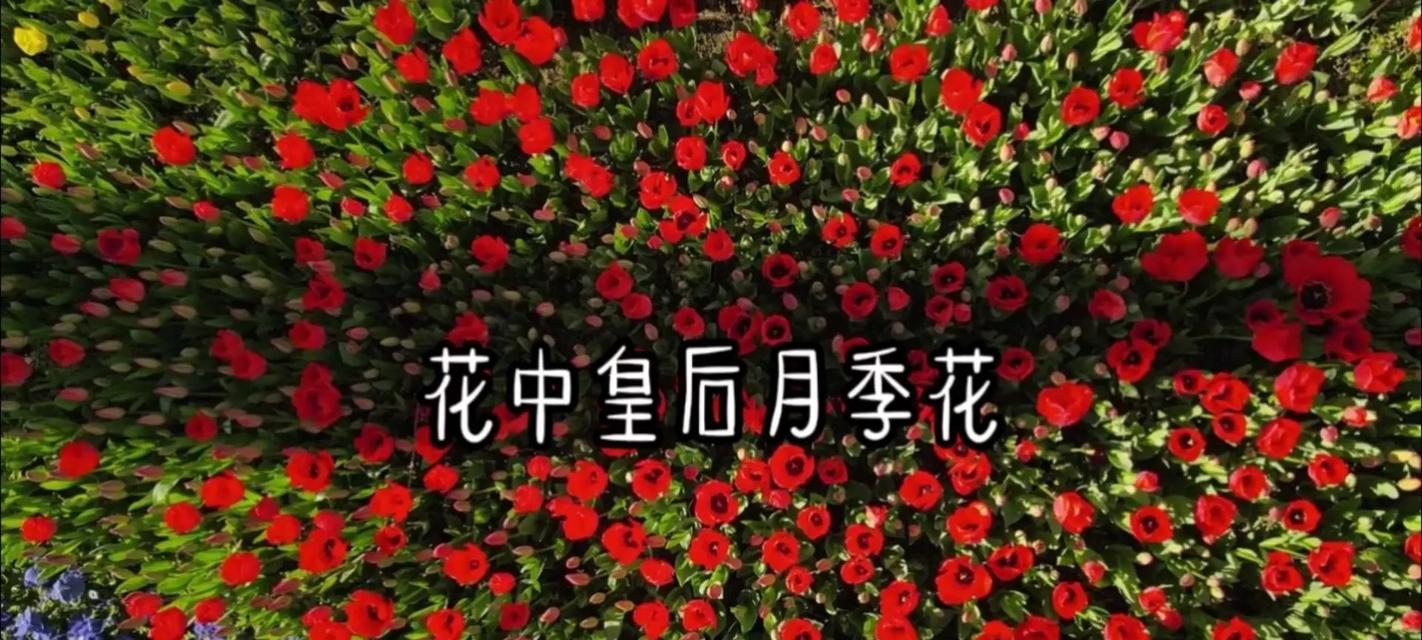 象征情爱的花语是什么花？如何选择表达爱意的花卉？