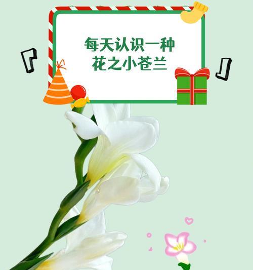 象征情爱的花语是什么花？如何选择表达爱意的花卉？
