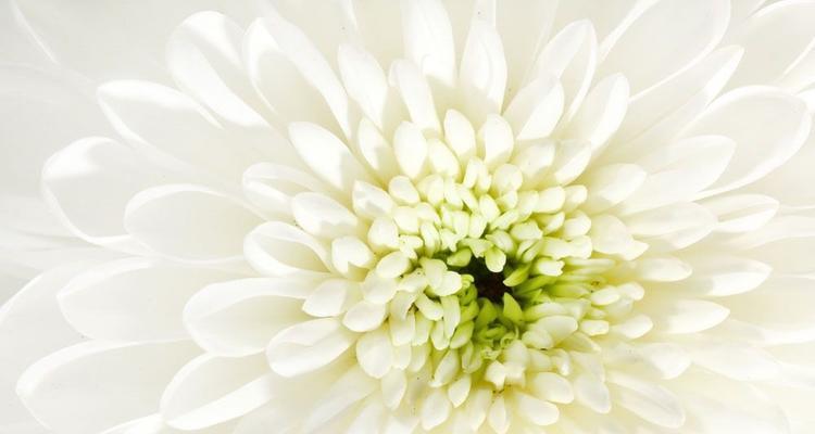 米白色花朵的象征意义是什么？常见问题解答