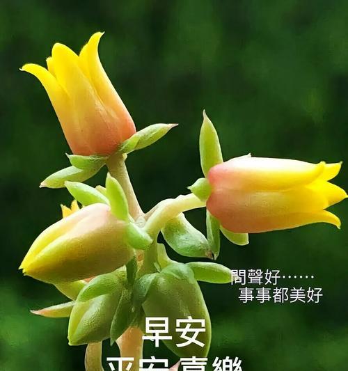 地面组合花语是什么？如何解读不同组合的花语含义？
