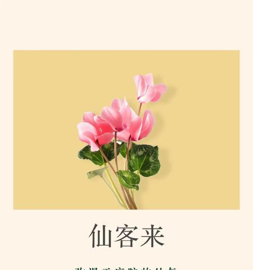 地面组合花语是什么？如何解读不同组合的花语含义？