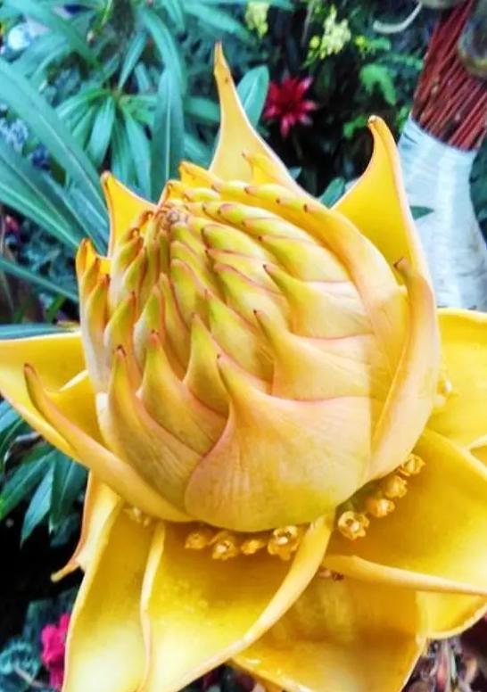 地面组合花语是什么？如何解读不同组合的花语含义？