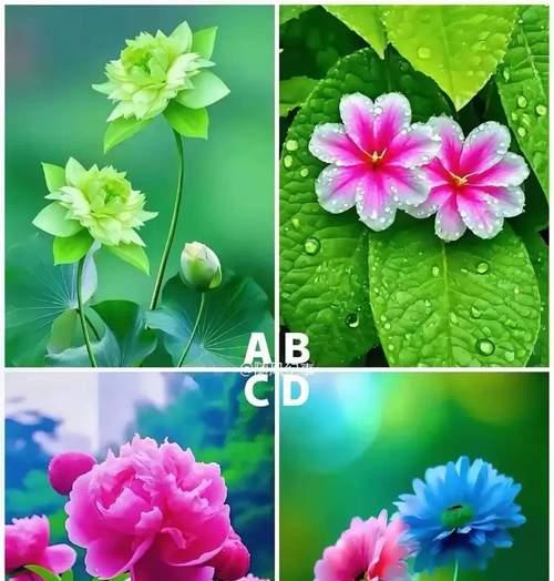 104朵花代表什么含义？花语背后的秘密是什么？