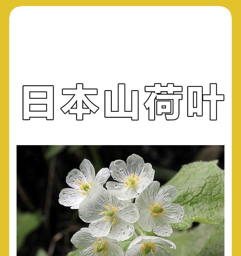 小山荷叶的花语是什么？如何解读其深层含义？